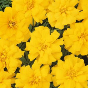 marigold-durango-yellow