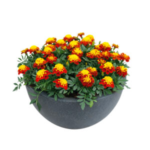 MARIGOLD FRENCH SUPER HERO SPRY