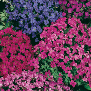 mckenzie-seeds-aubrietie-audrey-violet-rouge