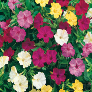 mckenzie-seeds-belle-de-nuit-merveille-du-per