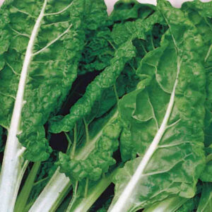 mckenzie-seeds-bette-a-cardes-fordhook-geante