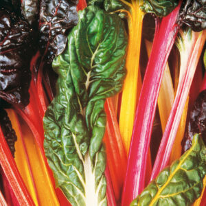 mckenzie-seeds-bette-a-cardes-lumieres-brilla