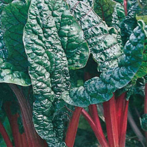 mckenzie-seeds-bette-a-cardes-rhubarbe