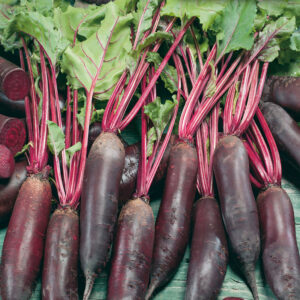 mckenzie-seeds-betterave-cylindra-formanova