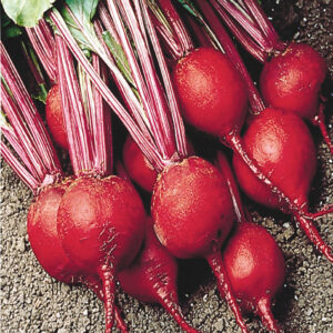 mckenzie-seeds-betterave-merveille-hative