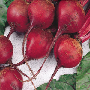 mckenzie-seeds-betterave-ruby-queen