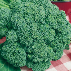 mckenzie-seeds-brocoli-imperial
