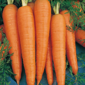 mckenzie-seeds-carotte-danvers-a-coeur-rouge