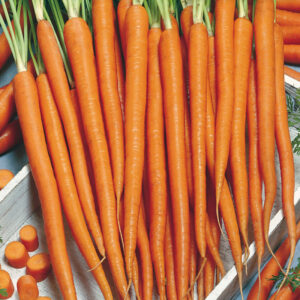 mckenzie-seeds-carotte-tenderlong-imperator
