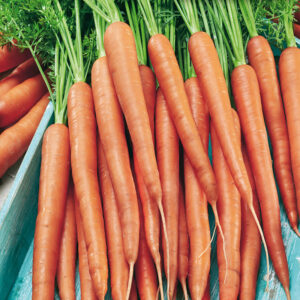 mckenzie-seeds-carotte-tendersweet-long-hybri