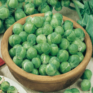 mckenzie-seeds-chou-de-bruxelles-catskill