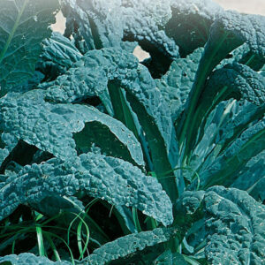 mckenzie-seeds-chou-frise-lacinato