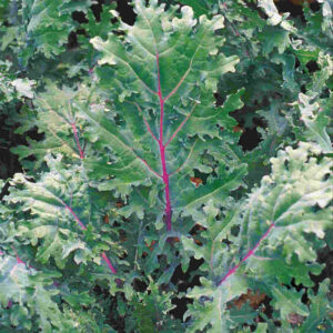mckenzie-seeds-chou-frise-rouge-russian