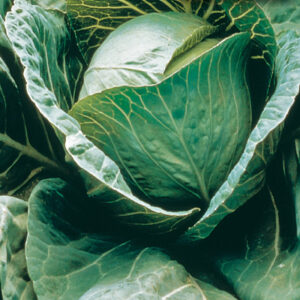 mckenzie-seeds-chou-marche-precoce-copenhagen