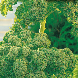 mckenzie-seeds-chou-vert-frise