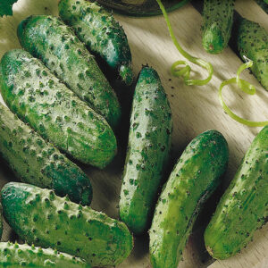 mckenzie-seeds-concombre-national-pickling