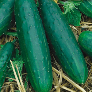 mckenzie-seeds-concombre-spacemaster-rampante