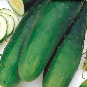 mckenzie-seeds-concombre-straight-eight