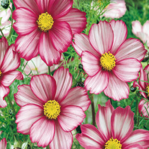 mckenzie-seeds-cosmos-candy-stripe