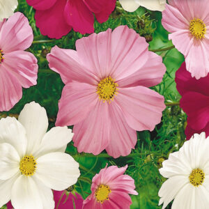 mckenzie-seeds-cosmos-sensation-hatif-en-mela