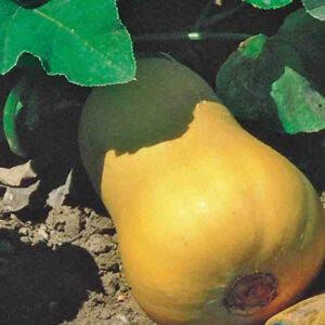 mckenzie-seeds-courge-butternut