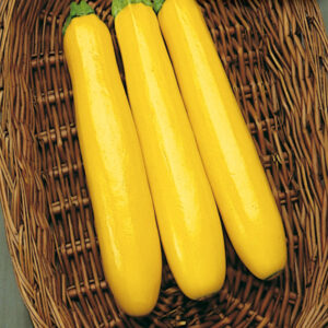 mckenzie-seeds-courgette-ruee-vers-l-or-gagn