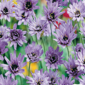 mckenzie-seeds-cupidone-catananche-caerulea