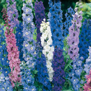 mckenzie-seeds-delphinium-pacific-giants