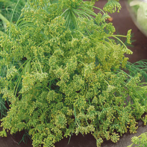 mckenzie-seeds-fines-herbes-aneth