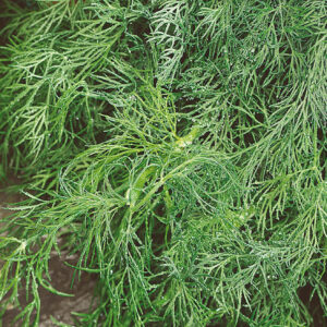 mckenzie-seeds-fines-herbes-aneth-fernleaf