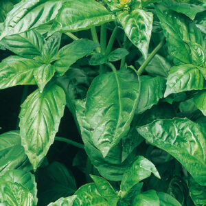 mckenzie-seeds-fines-herbes-basilic-cannelle