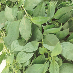mckenzie-seeds-fines-herbes-basilic-citronne
