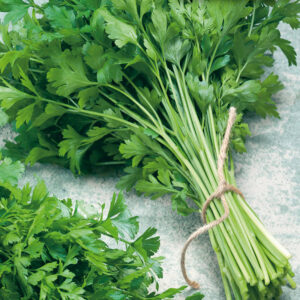 mckenzie-seeds-fines-herbes-persil-italien