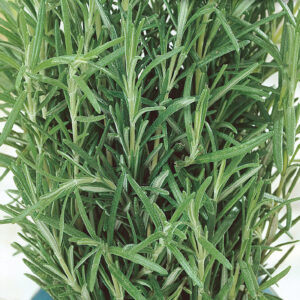 mckenzie-seeds-fines-herbes-romarin