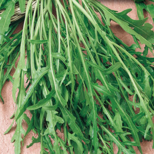 mckenzie-seeds-fines-herbes-roquette