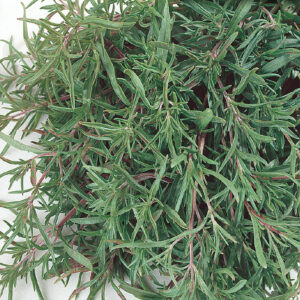 mckenzie-seeds-fines-herbes-sarriette-commune
