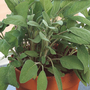 mckenzie-seeds-fines-herbes-sauge