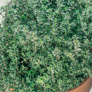 mckenzie-seeds-fines-herbes-thym