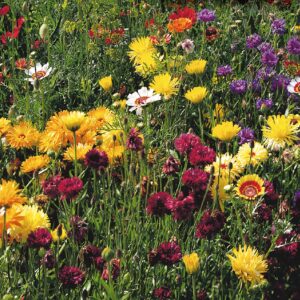 mckenzie-seeds-fleurs-sauvages-tout-usage-mix-vs