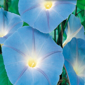 mckenzie-seeds-gloire-du-matin-celeste-bleu