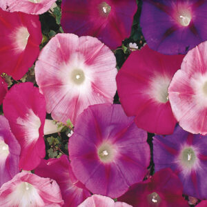mckenzie-seeds-gloire-du-matin-melange-early