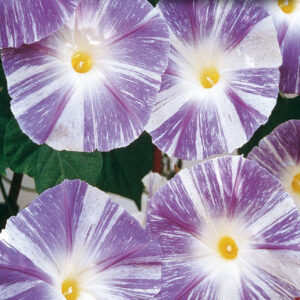mckenzie-seeds-gloire-du-matin-soucoupes-en-v