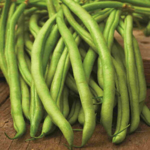 mckenzie-seeds-haricot-blue-lake-rames