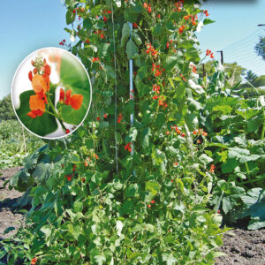 mckenzie-seeds-haricot-d-espagne-grimpant-fle