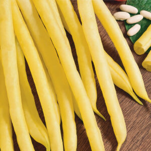 mckenzie-seeds-haricot-gold-rush