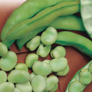 mckenzie-seeds-haricot-gourgane-broad-windsor