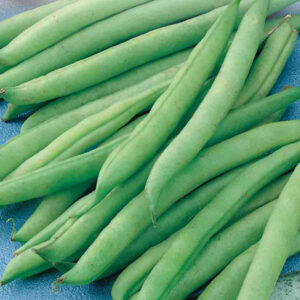 mckenzie-seeds-haricot-nain-greencrop