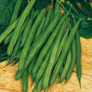 mckenzie-seeds-haricot-nain-harvester-mangi