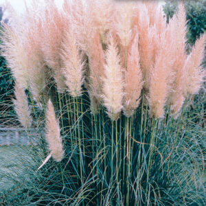 mckenzie-seeds-herbe-des-pampas-rose