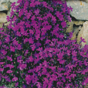 mckenzie-seeds-lobelie-erine-palais-en-crista